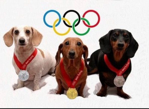 Dog medals