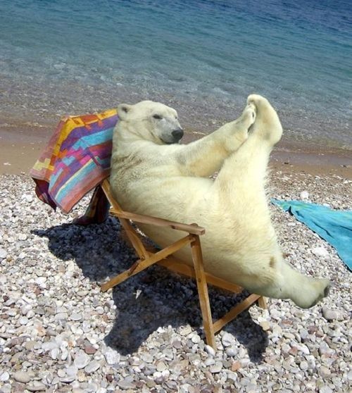 Polar bear on a beach